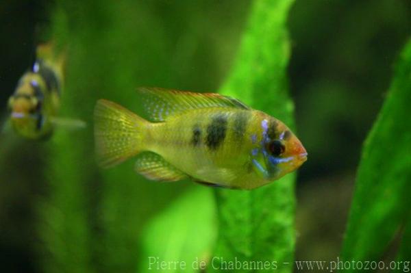 Ram cichlid