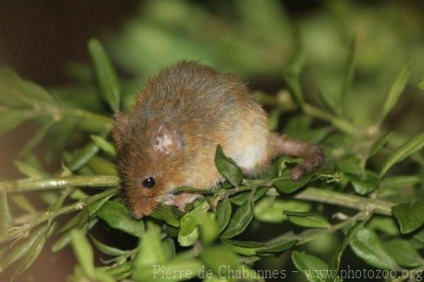 Eurasian harvest mouse