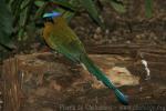 Blue-crowned motmot