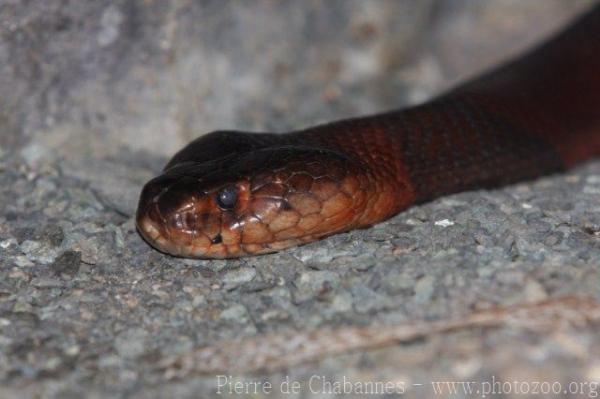 Red spitting cobra