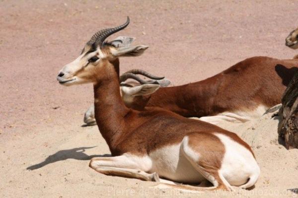 Mhorr gazelle