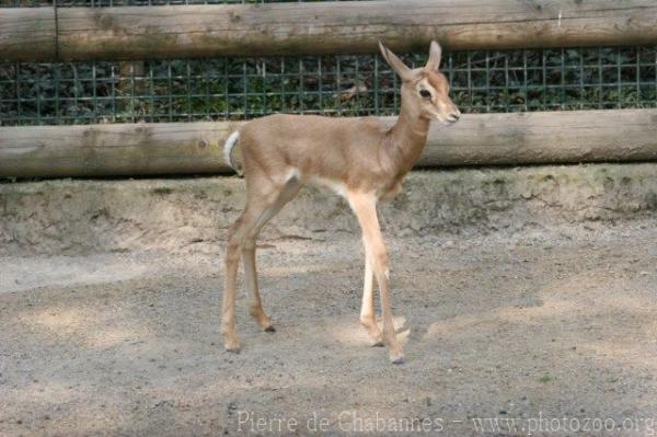 Mhorr gazelle