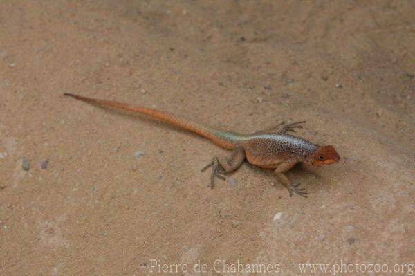 Grandidier's Madagascar swift