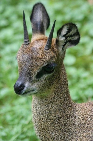 Ethiopian klipspringer