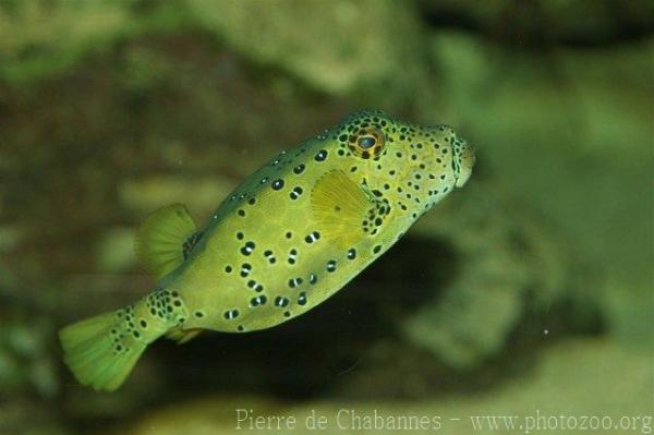 Yellow boxfish *