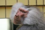 Hamadryas baboon