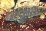 Ringneck blenny