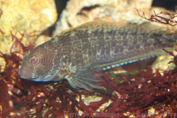 Ringneck blenny