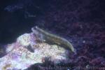 Red blenny