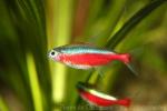 Cardinal tetra