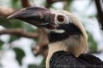 Visayan tarictic hornbill