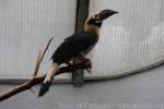 Visayan tarictic hornbill