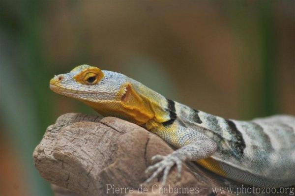 Baja California rock lizard