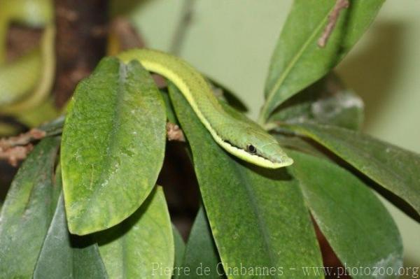 Baron's green racer