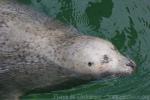 Common harbor seal