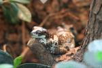 Amazon milk frog