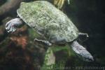 Geoffroy’s toadhead turtle