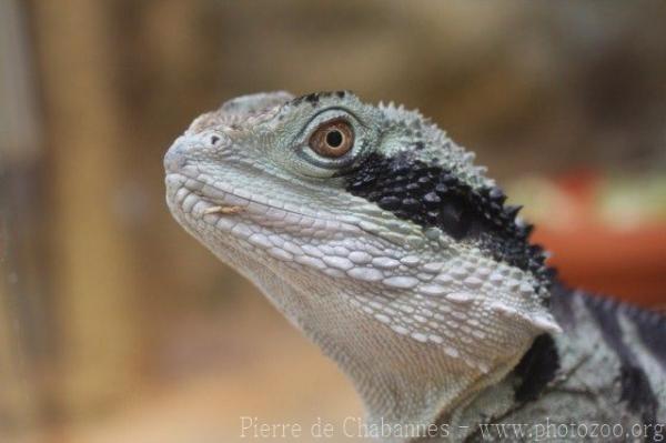 Eastern water dragon