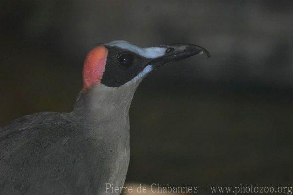 Grey-necked picathartes *