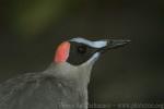 Grey-necked picathartes *