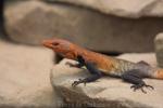 Imperial flat lizard