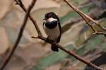 Brown-throated wattle-eye