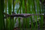 Mississippi paddlefish