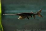 Mississippi paddlefish