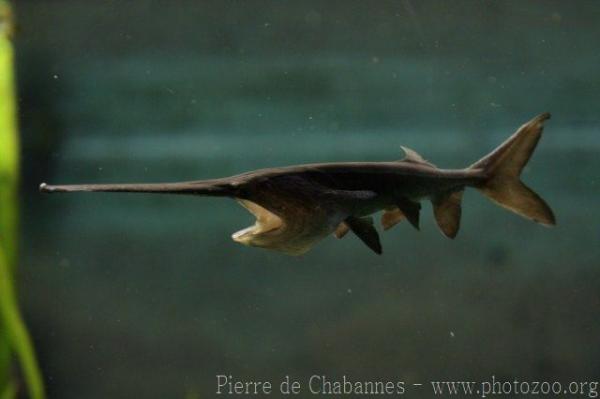 Mississippi paddlefish