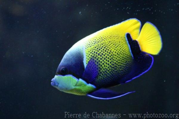 Bluegirdled angelfish