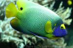 Yellowface angelfish