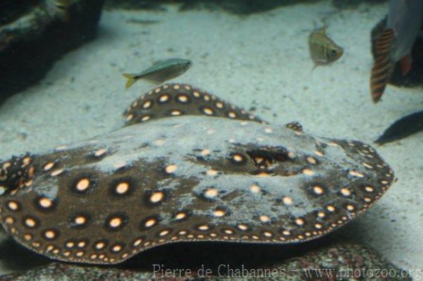 Garrapa freshwater stingray