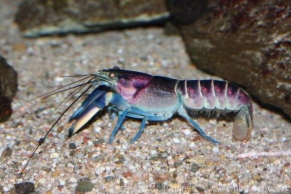 Florida crayfish