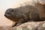 Rock hyrax