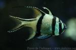 Banggai cardinalfish