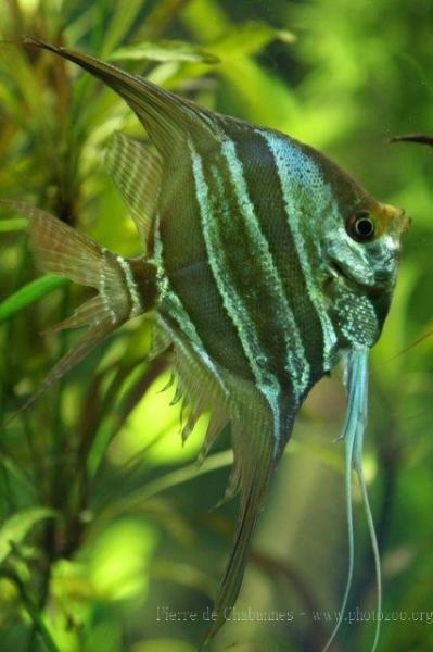 Highfin angel-cichlid