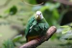 Black-naped fruit-dove