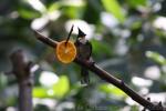 Red-whiskered bulbul