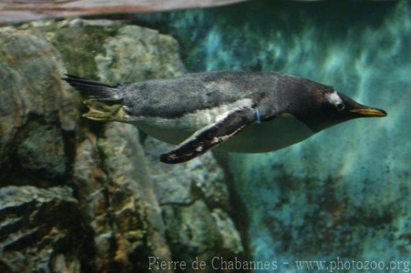 Gentoo penguin
