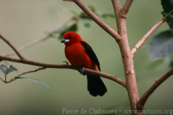 Brazilian tanager