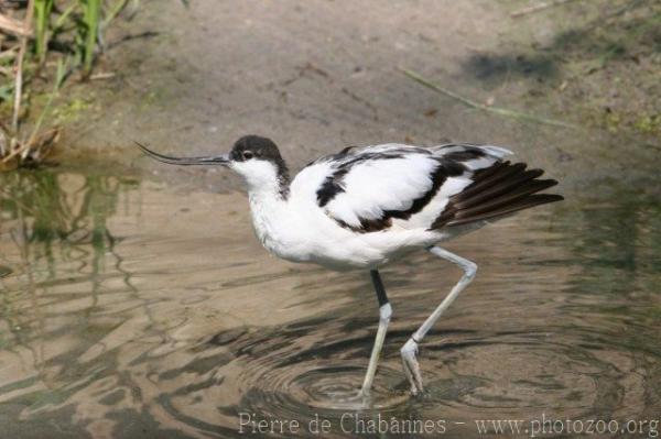 Pied avocet