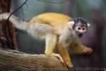 Bolivian squirrel-monkey