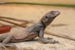 Northern chuckwalla