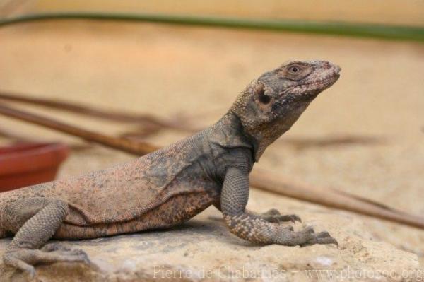 Northern chuckwalla