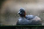 Little grebe *