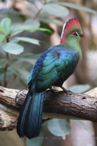 Fischer's turaco