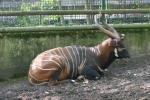 Eastern bongo