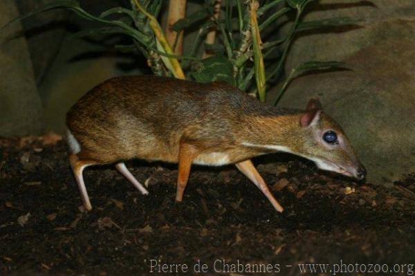 Lesser mousedeer