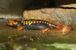 Emperor newt