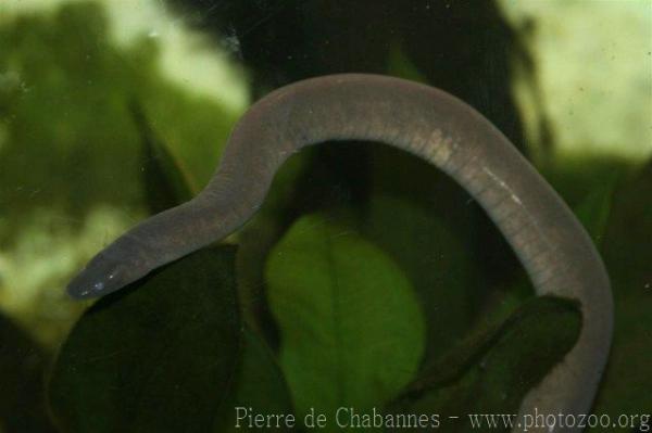 Cayenne caecilian